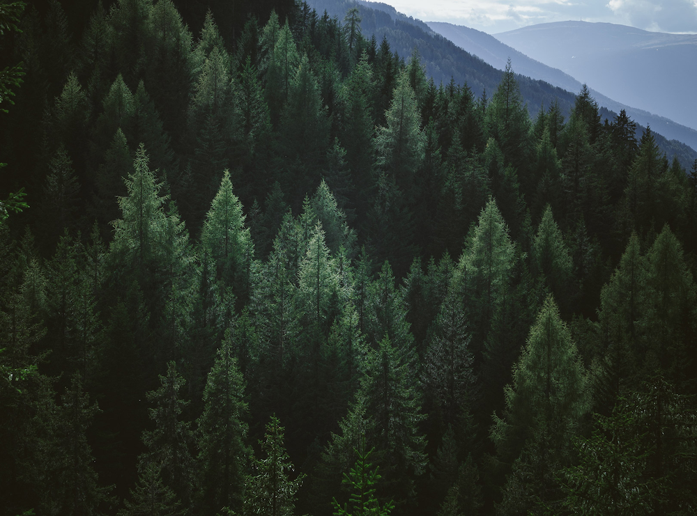 Forest graphics 
